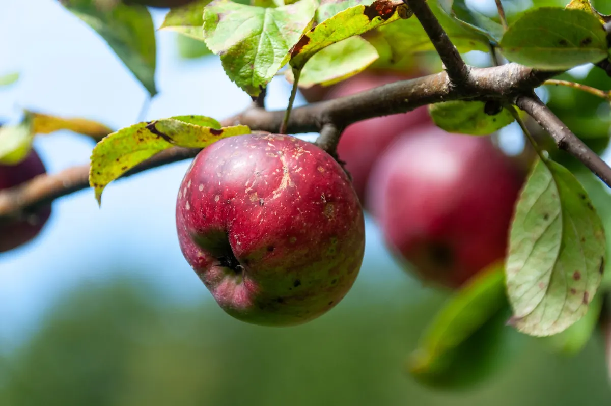 A Seasonal Guide to Somerset Cider Farms: Autumn Tastings and Pressing Days